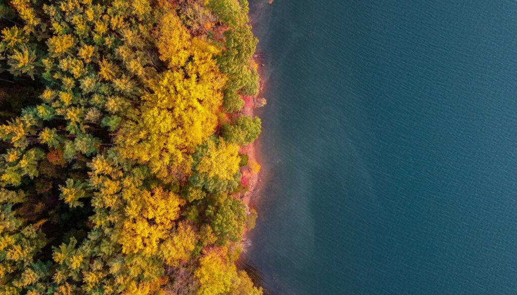 Aerial view of a lush green forest on the shore of Loch Raven Lake near Frederick, MD, illustrating the natural beauty and growth opportunities Clear to Launch Dental Marketing brings to dental marketing for Frederick dental practices.