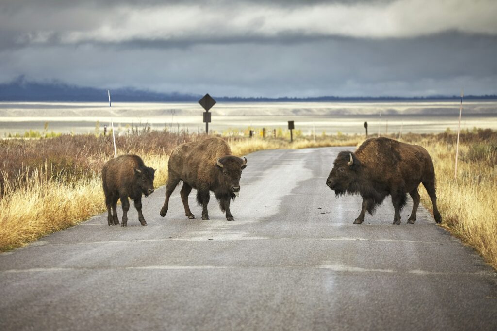 Buffalo family crossing the road near Gillette, Wyoming, symbolizing the strong and natural approach of Clear to Launch Dental Marketing in dental marketing for Gillette dental practices.