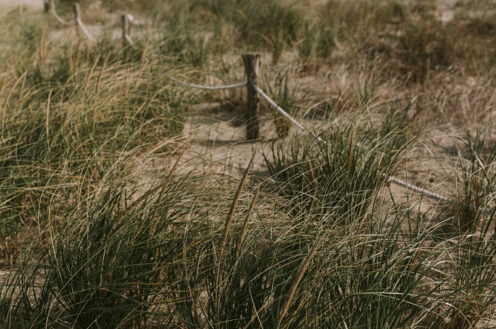 Dune fences on a beach in Wilmington, DE, representing the structured and protective dental marketing strategies of Clear to Launch Dental Marketing for dental practices in Wilmington.