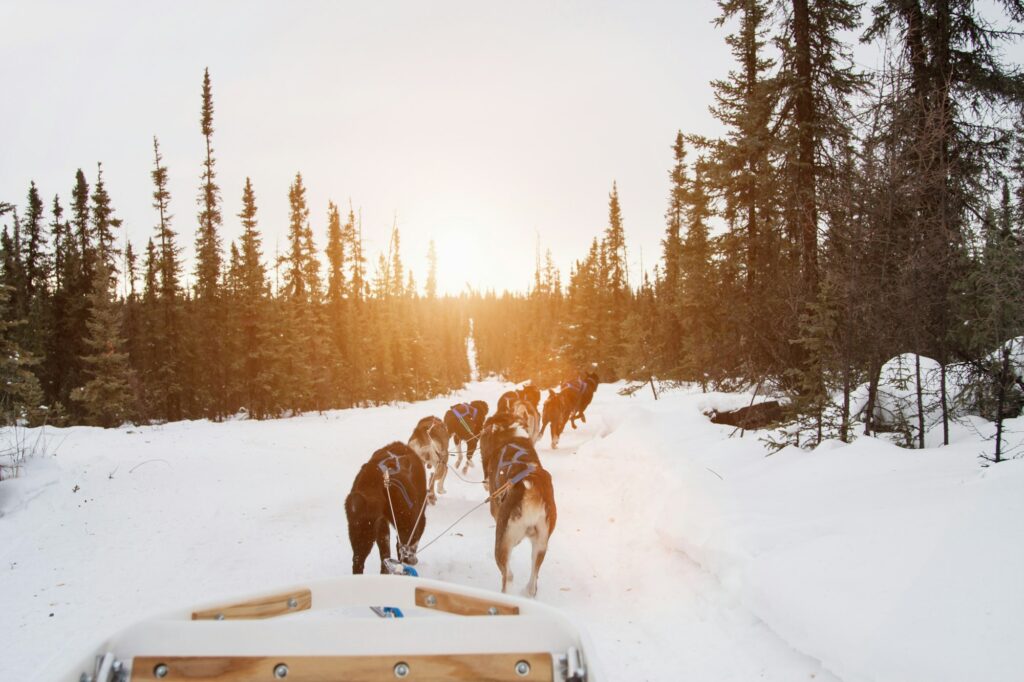 Huskies pulling a sled through the snowy landscape near Fairbanks, AK, symbolizing the driven and dynamic dental marketing services provided by Clear to Launch Dental Marketing for dental practices in Fairbanks.