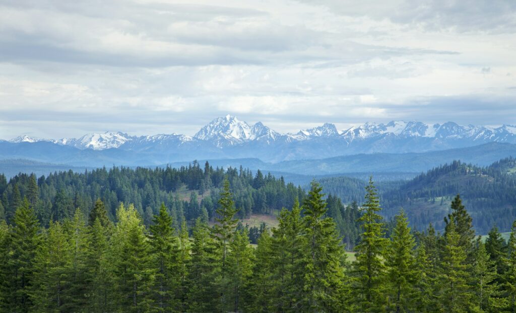 Mountains and pine trees in Washington state, near Vancouver, symbolizing the strength and growth potential of Clear to Launch Dental Marketing' dental marketing for Vancouver dental practices.