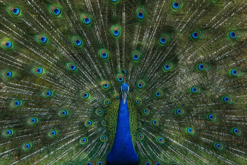 Peacock displaying vibrant feathers, symbolizing how a strong unique selling proposition helps practices stand out in a crowded market