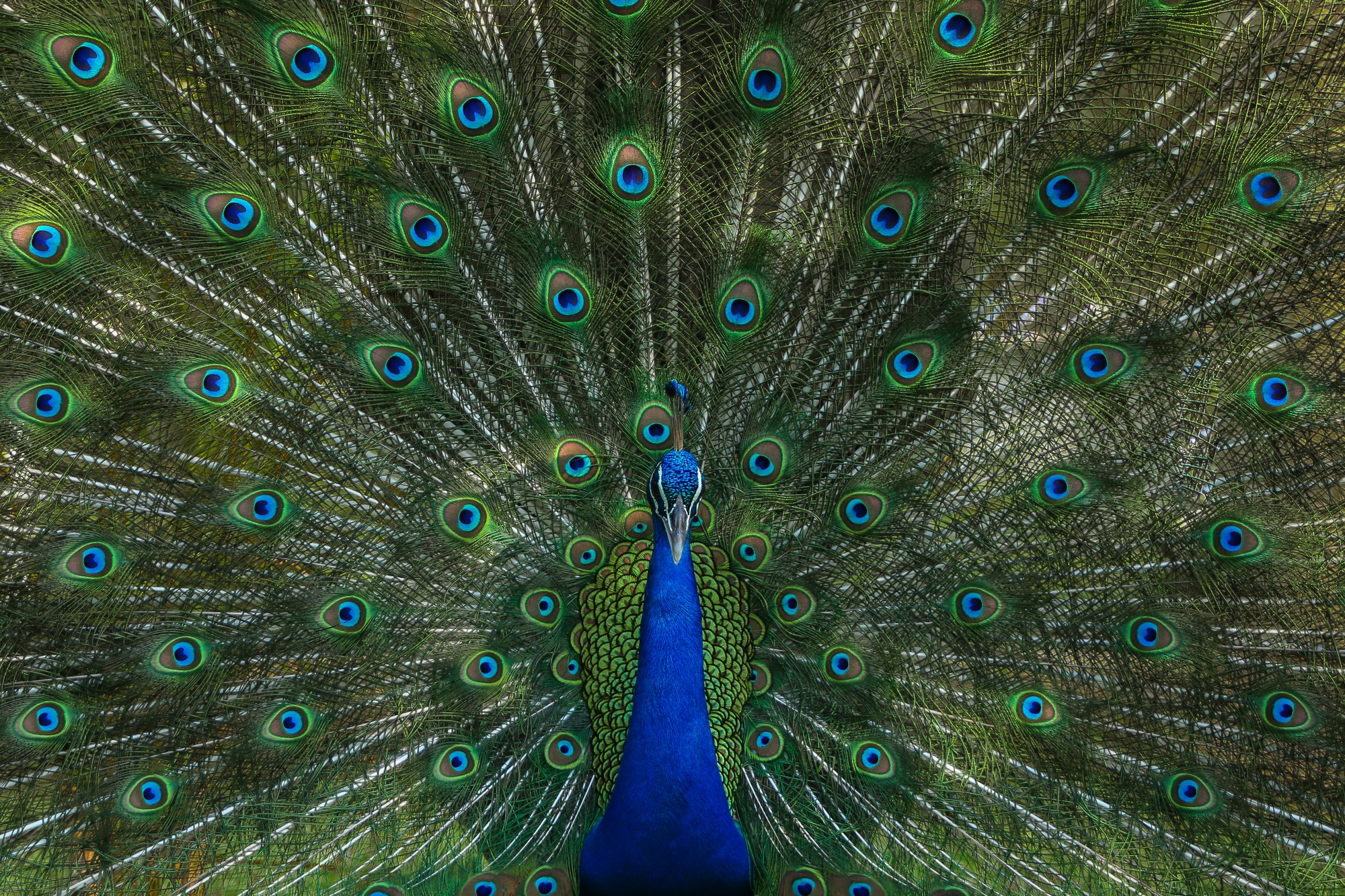 Peacock displaying vibrant feathers, symbolizing how a strong unique selling proposition helps practices stand out in a crowded market